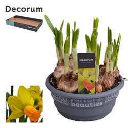 Narzisse 7er gelb/orange Jetfire Schale T16 H015