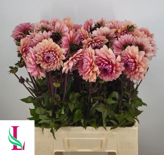 Dahlia Sanne 60cm