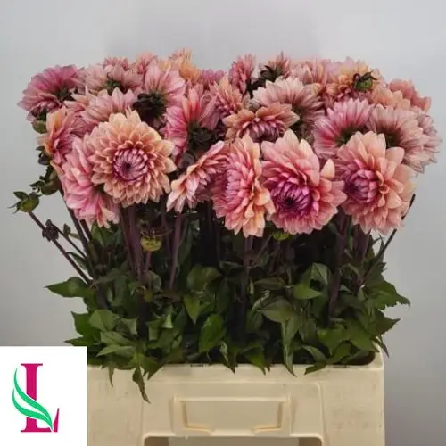 Dahlia Sanne 60cm