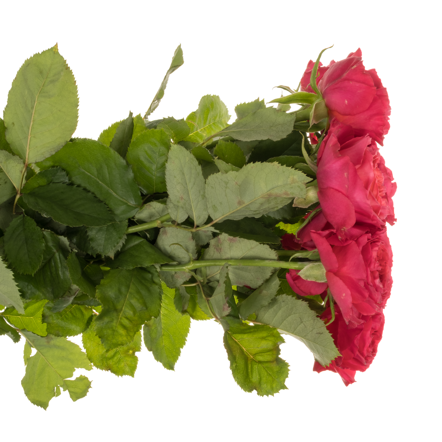 Rose fuchsia Windsor Charme gefüllt 50cm