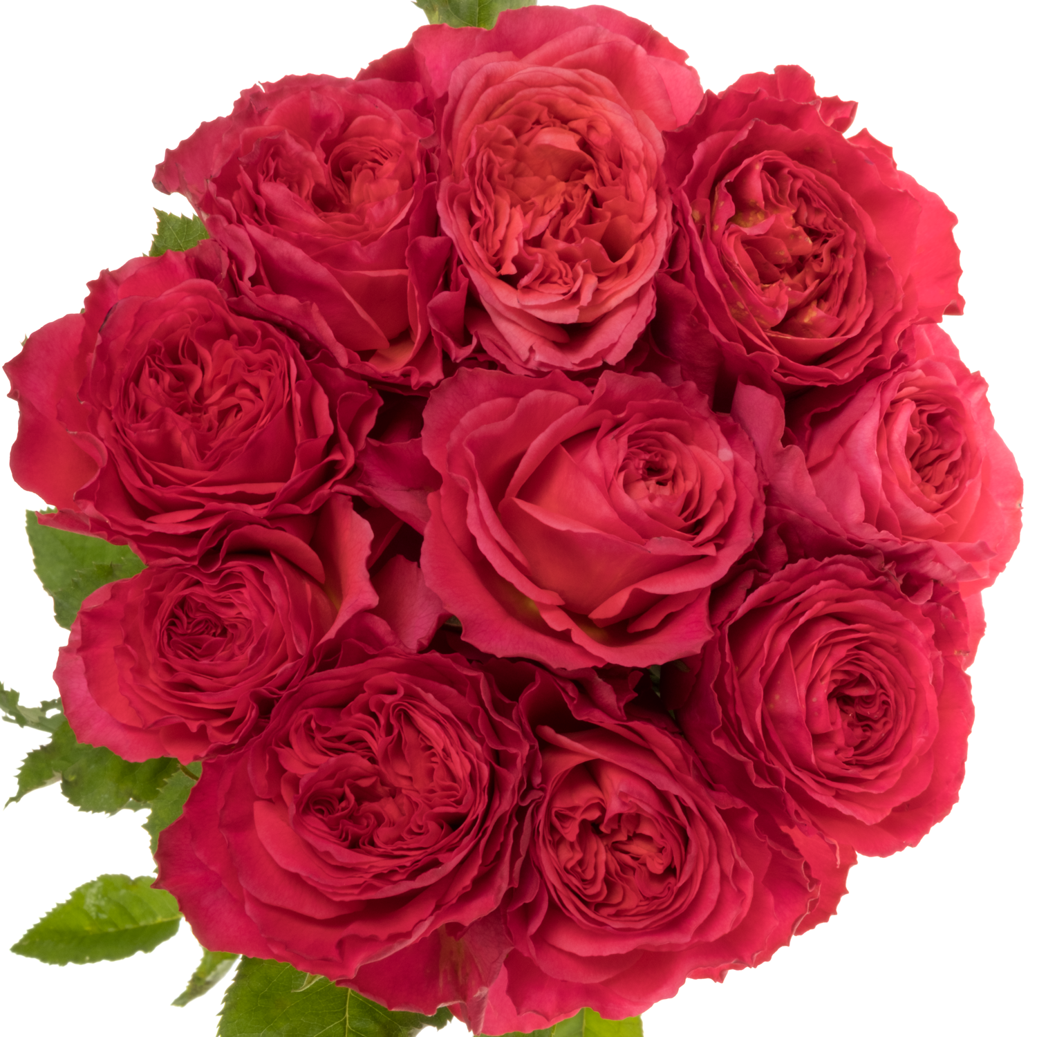 Rose fuchsia Windsor Charme gefüllt 50cm