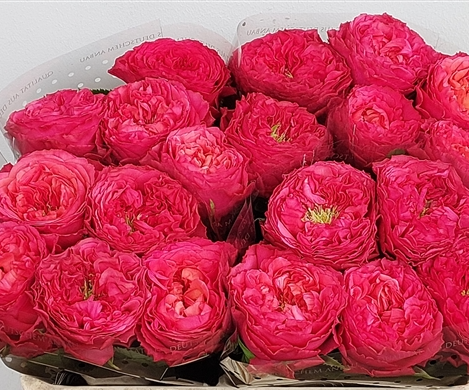 Rose fuchsia Windsor Charme gefüllt 50cm