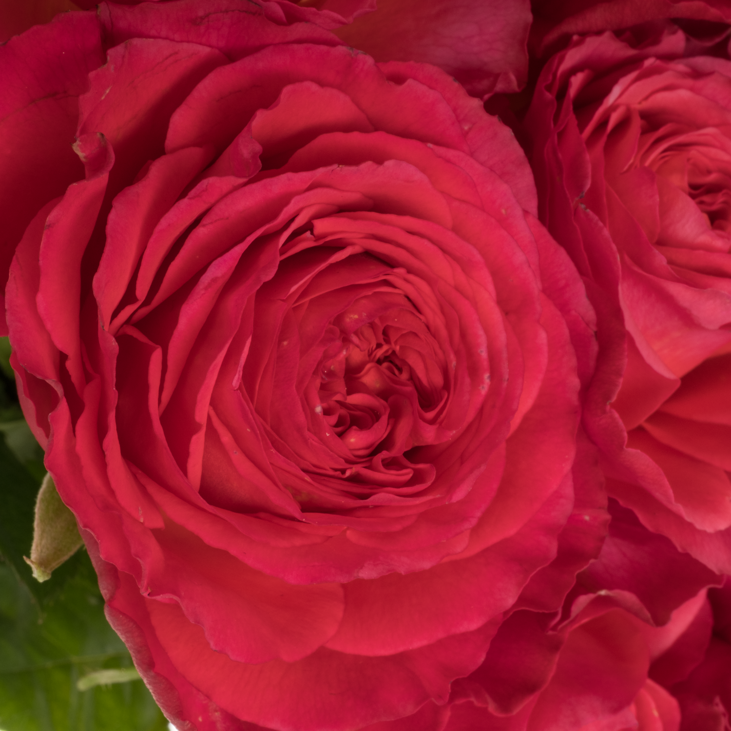 Rose fuchsia Windsor Charme gefüllt 50cm