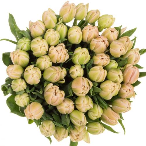 Tulpe rosa doppel Pink Mist 45 Gramm