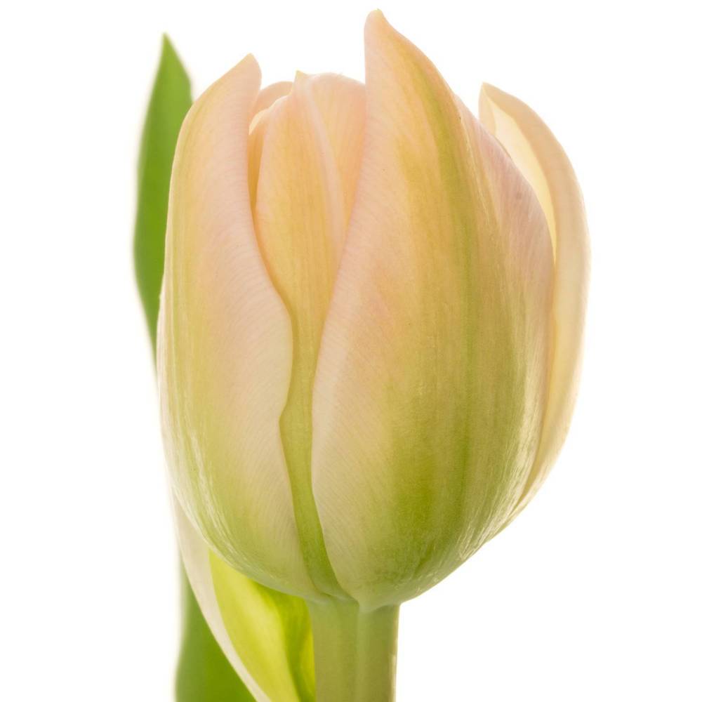 Tulpe rosa doppel Pink Mist 45 Gramm