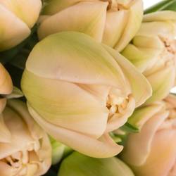 Tulpe rosa doppel Pink Mist 45 Gramm