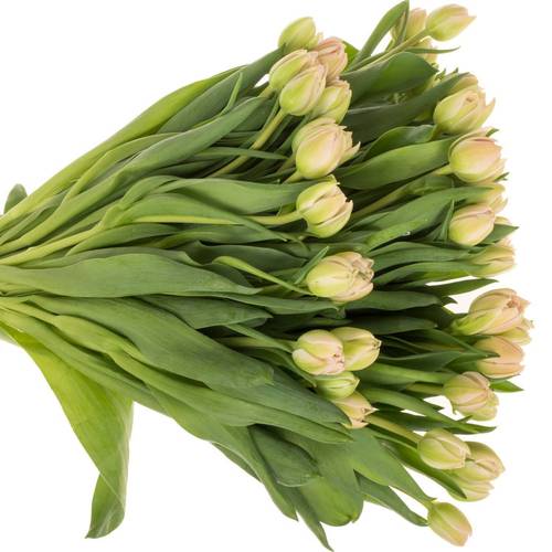 Tulpe rosa doppel Pink Mist 45 Gramm