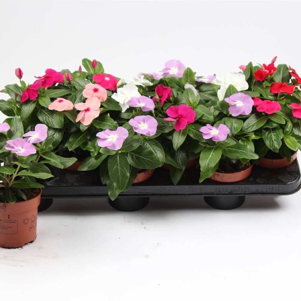 Catharanthus mix T10,5 H20