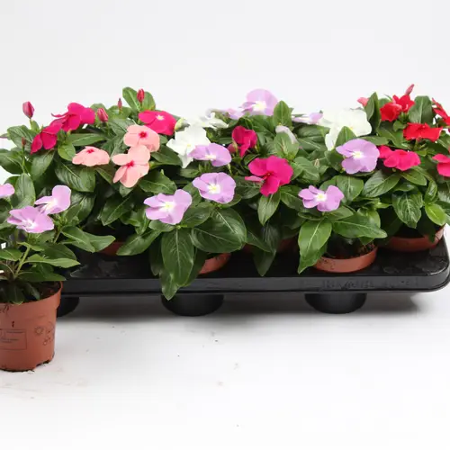 Catharanthus mix T10,5 H20