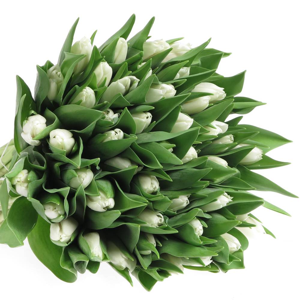Tulpe weiss White marvel 24Gramm