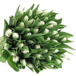 Tulpe weiss White marvel 24Gramm
