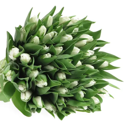 Tulpe weiss White marvel 24Gramm