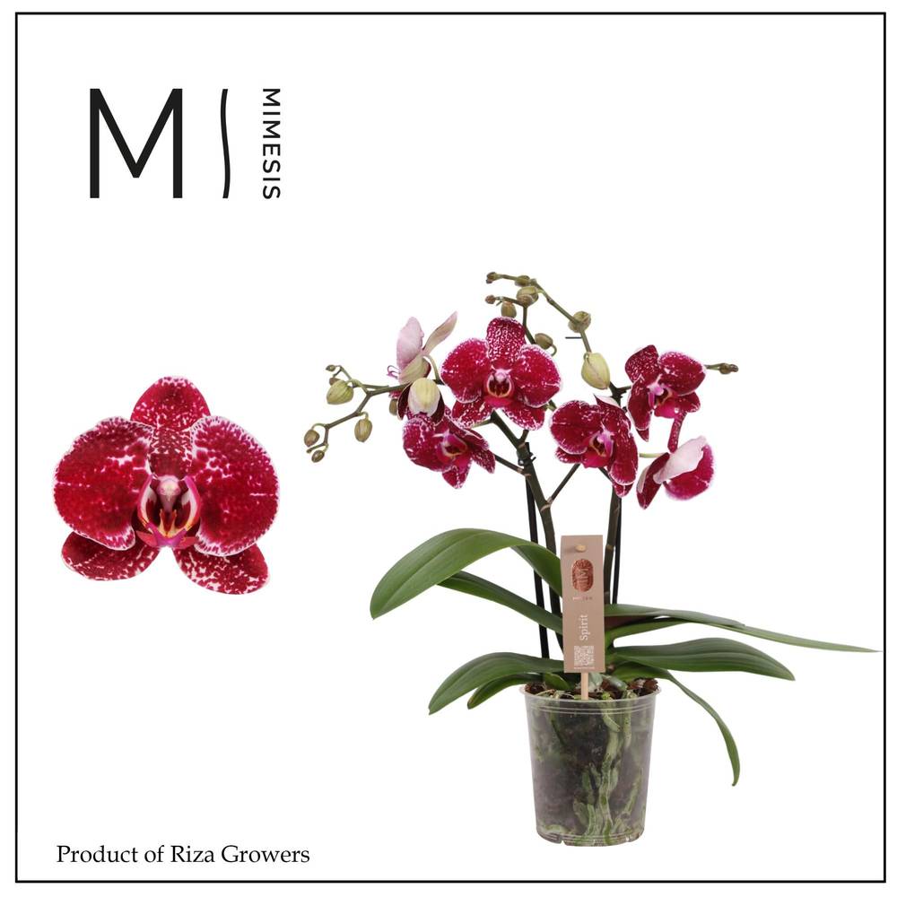 Phal.2-R rot Mimesis Spirit T12 H045