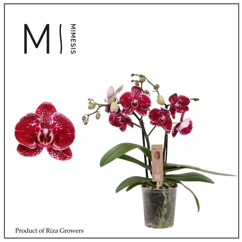 Phal.2-R rot Mimesis Spirit T12 H045