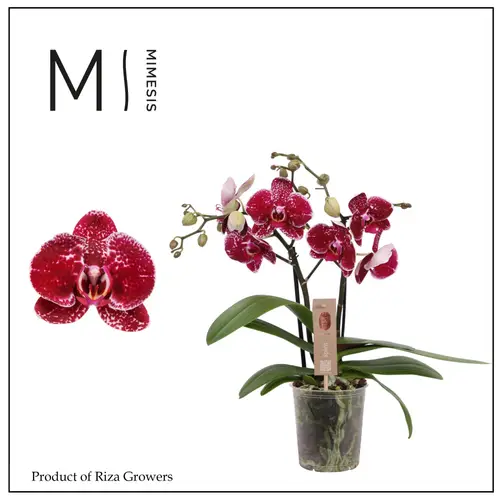 Phal.2-R rot Mimesis Spirit T12 H045