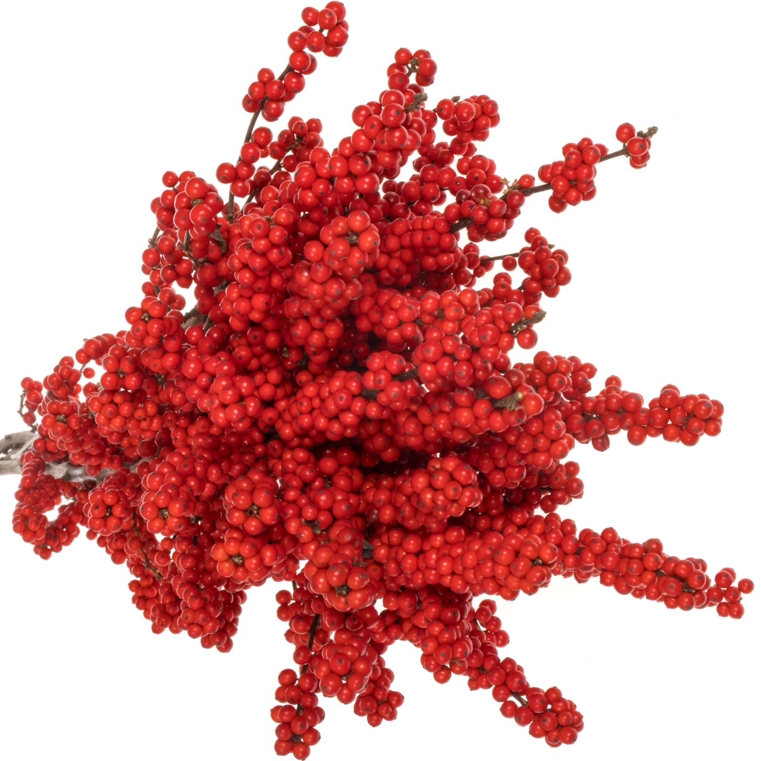 Ilex rot extra oosterwijk 70cm