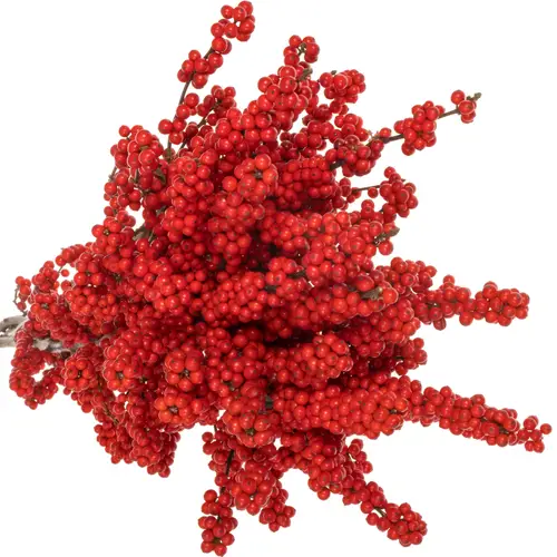 Ilex rot extra oosterwijk 70cm