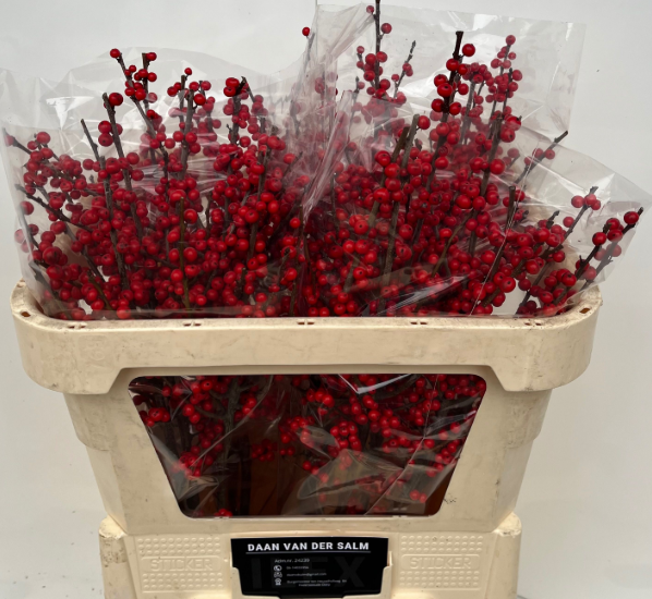 Ilex rot extra oosterwijk 70cm