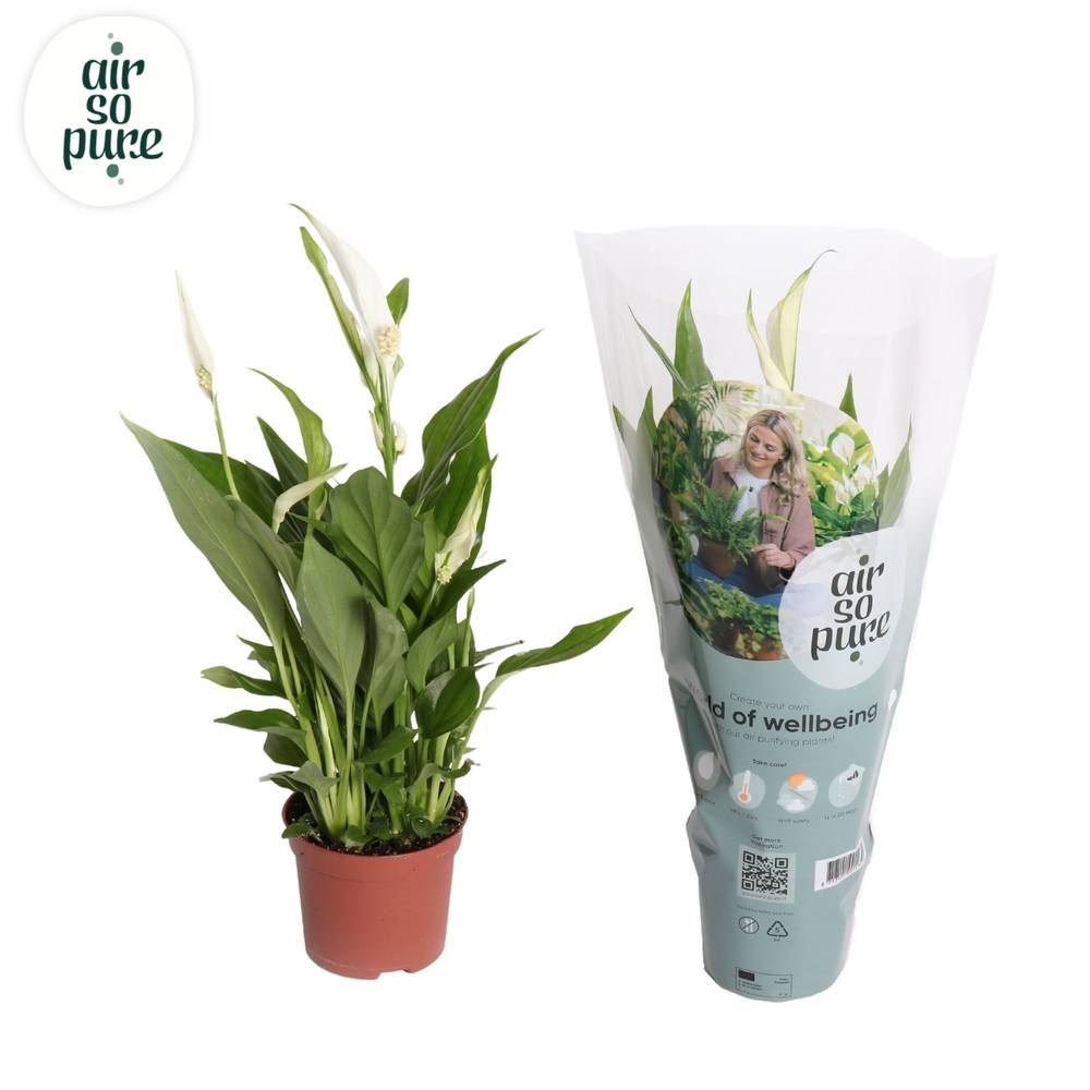 Spathiphyllum weiss Cupido T09 H035