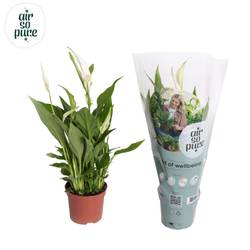 Spathiphyllum weiss Cupido T09 H035