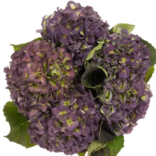 Hortensie lila/grün Verena classic Bol 16cm 40cm