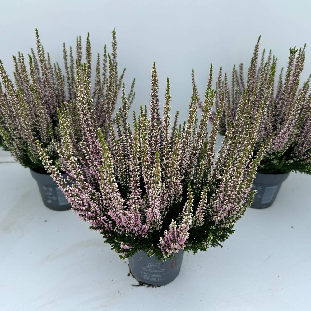 Calluna BL Rosa T10,5 H025