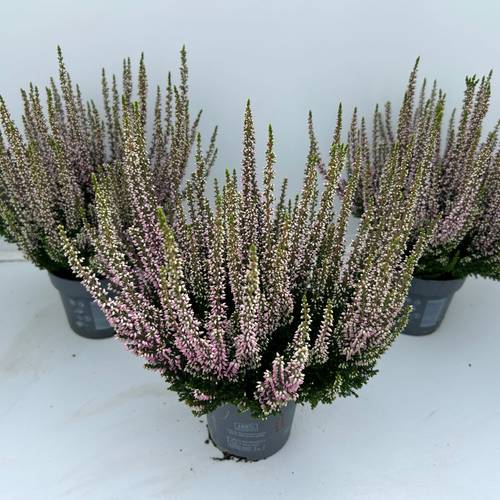 Calluna BL Rosa T10,5 H025