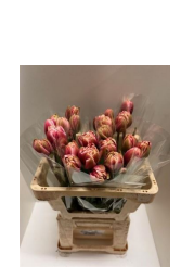 Franz.rosa/wei doppel Drumline 50 Gramm 50cm