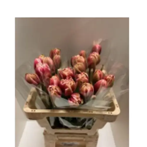 Franz.rosa/wei doppel Drumline 50 Gramm 50cm