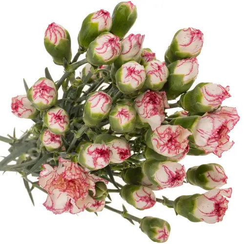 Spraynelke weiss/rosa Mellow 60cm