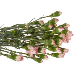 Spraynelke weiss/rosa Mellow 60cm