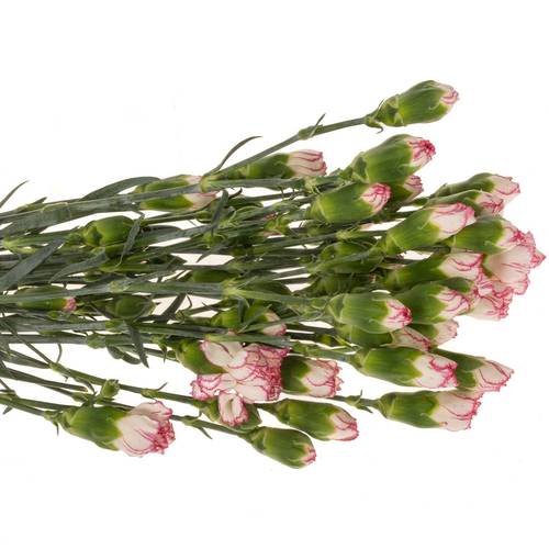 Spraynelke weiss/rosa Mellow 60cm