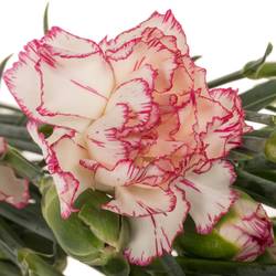 Spraynelke weiss/rosa Mellow 60cm