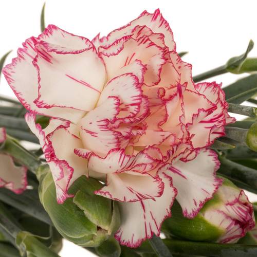 Spraynelke weiss/rosa Mellow 60cm