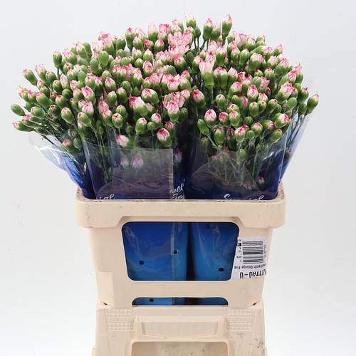 Spraynelke weiss/rosa Mellow 60cm