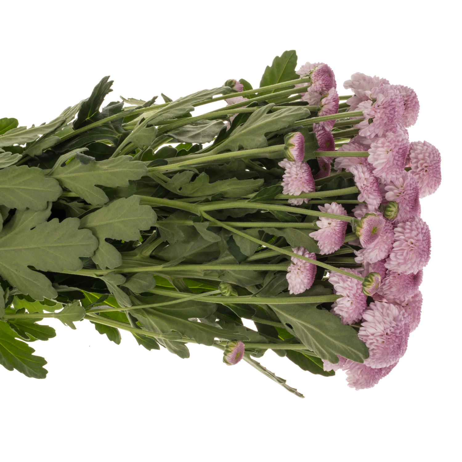 Chrys.Tros rosa-lila Sugarbunny 90Gramm 70cm