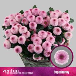 Chrys.Tros rosa-lila Sugarbunny 90Gramm 70cm