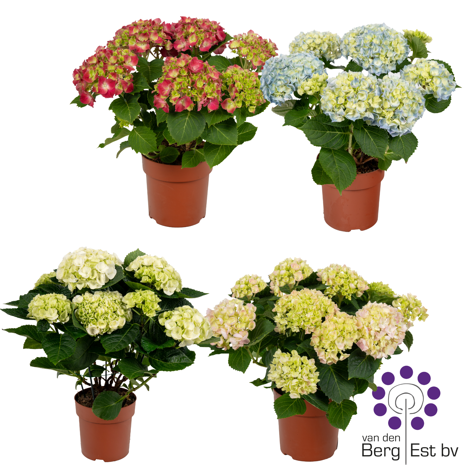 Hortensie mix 5+Blüte T14 H035