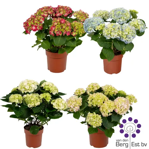 Hortensie mix 5+Blüte T14 H035