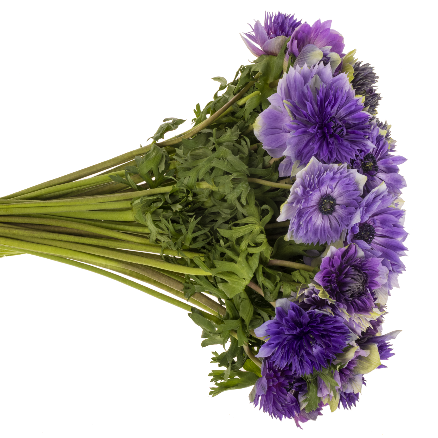 Anemone blau / weiss Fullstar Pastel blue 02  35 cm