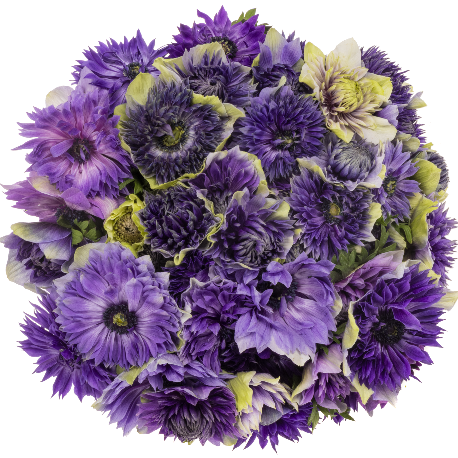 Anemone blau / weiss Fullstar Pastel blue 02  35 cm