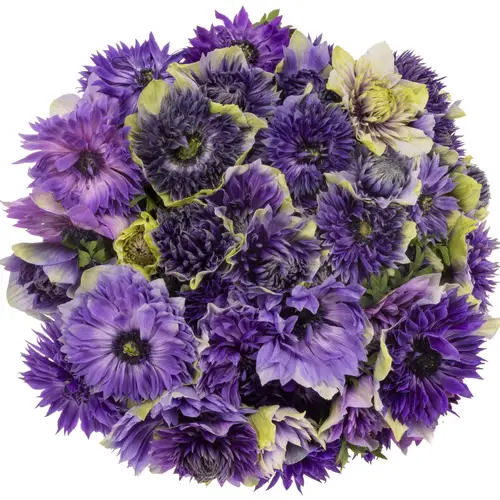 Anemone blau / weiss Fullstar Pastel blue 02  35 cm