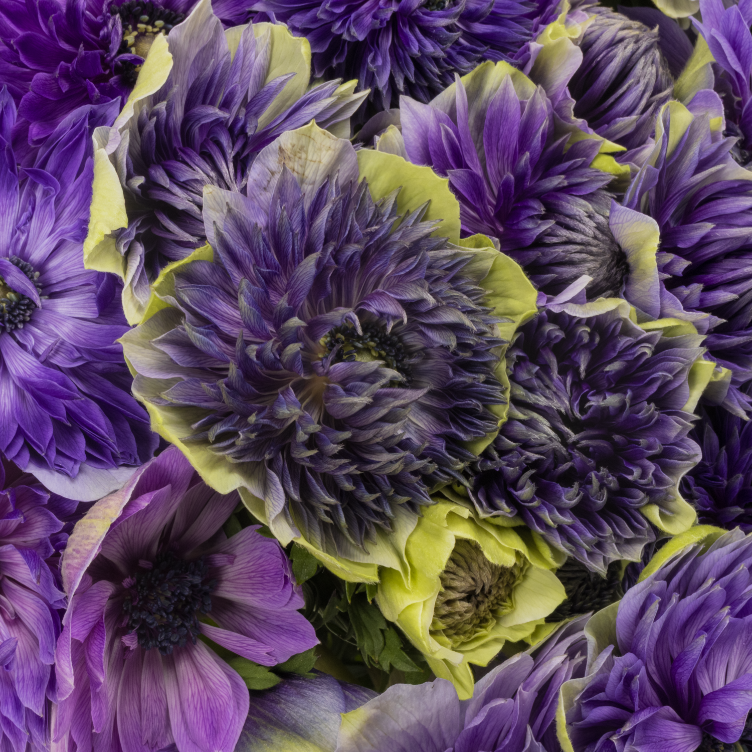 Anemone blau / weiss Fullstar Pastel blue 02  35 cm