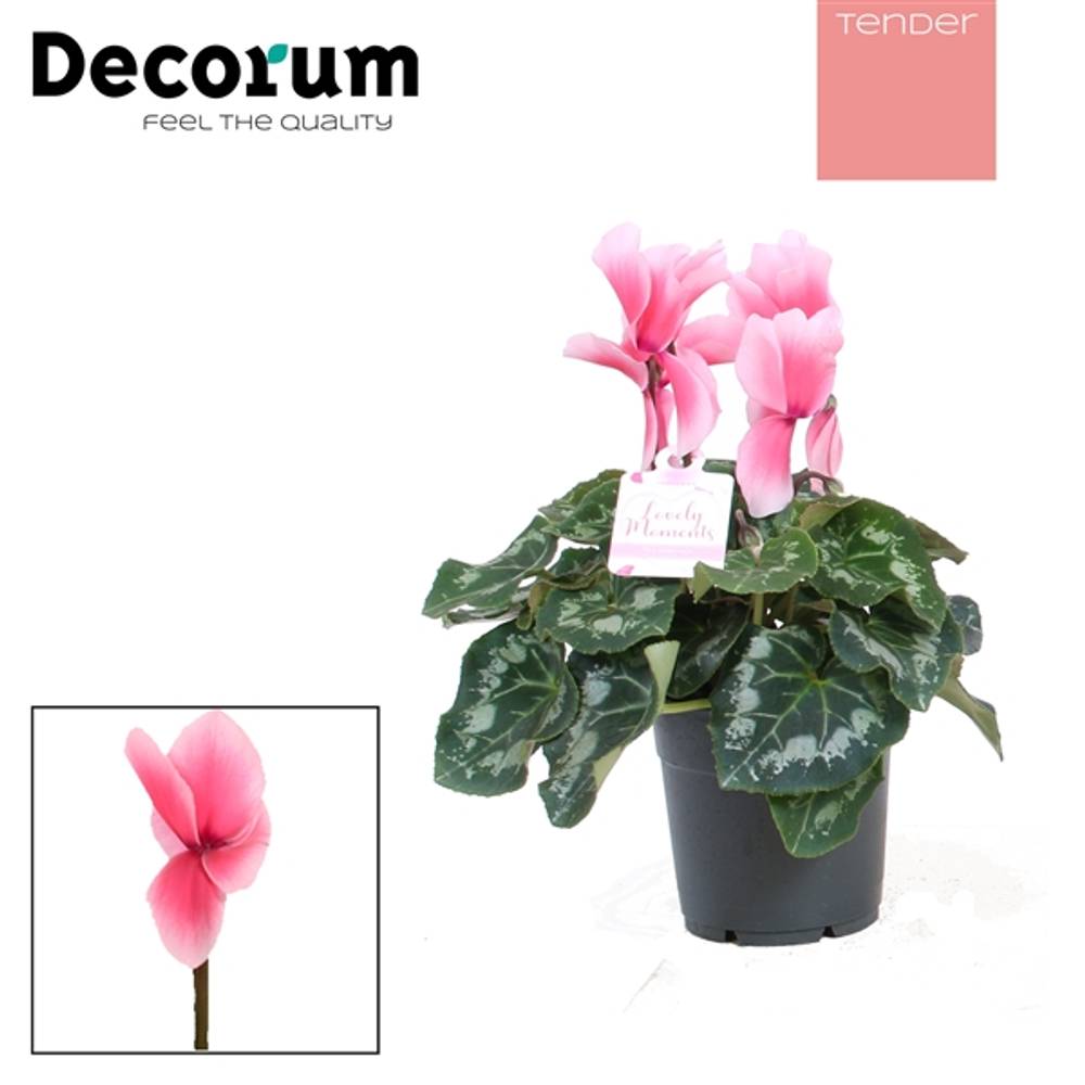 Cycl.rosa Lovely Mom T12 H30