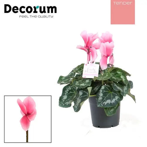 Cycl.rosa Lovely Mom T12 H30