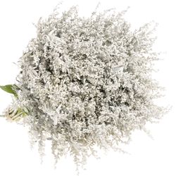 Solidago weiss gefärbt 60cm