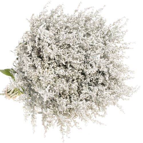 Solidago weiss gefärbt 60cm