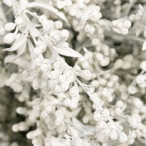 Solidago weiss gefärbt 60cm