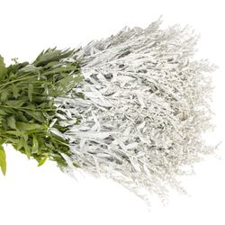 Solidago weiss gefärbt 60cm