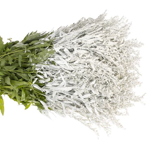 Solidago weiss gefärbt 60cm
